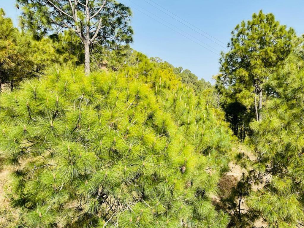 Hillcrest Heights Panzió Kasauli Kültér fotó